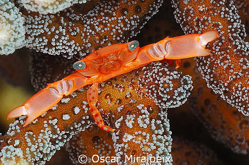 Red coral crab by Oscar Miralpeix 