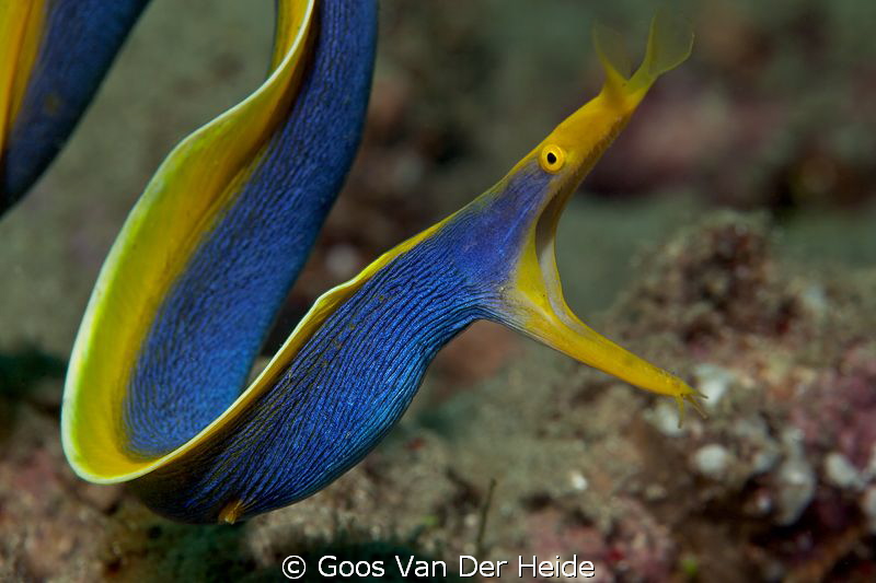 Hunting Blue Ribbon Moray Eel by Goos Van Der Heide 