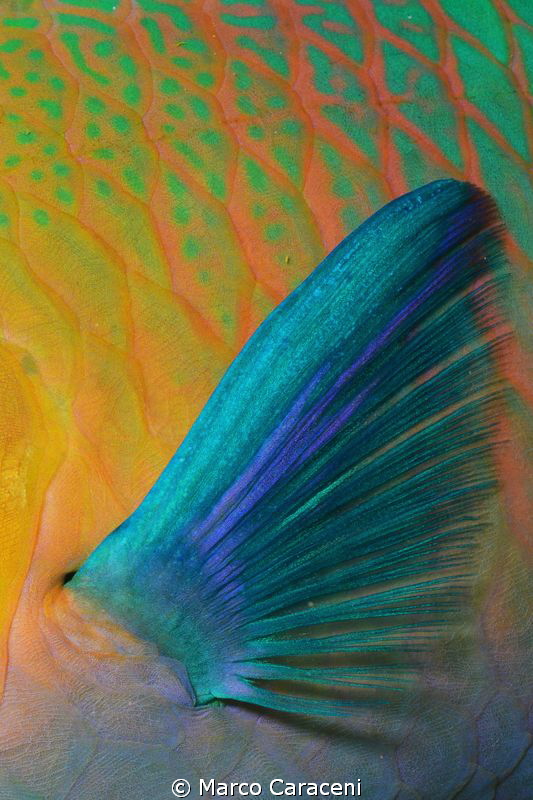 parrot fish fin by Marco Caraceni 