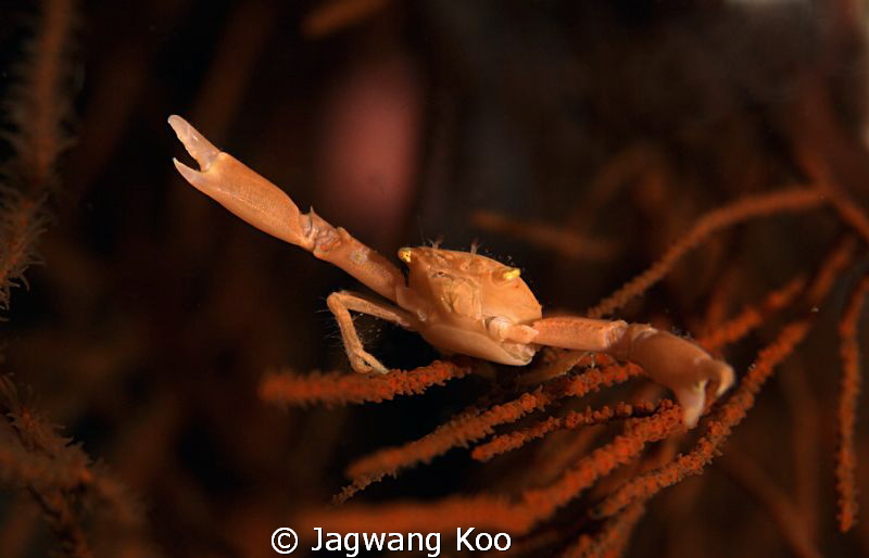 crab by Jagwang Koo 