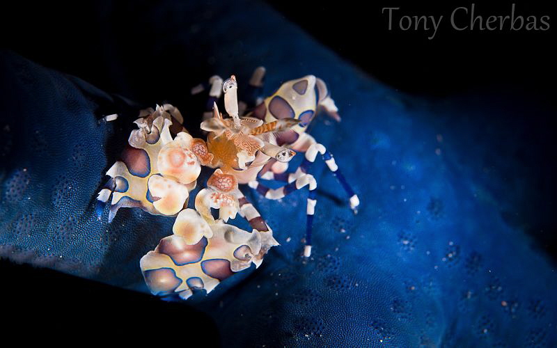 Harlequin Shrimp going out to dinner at the Blue Star Din... by Tony Cherbas 