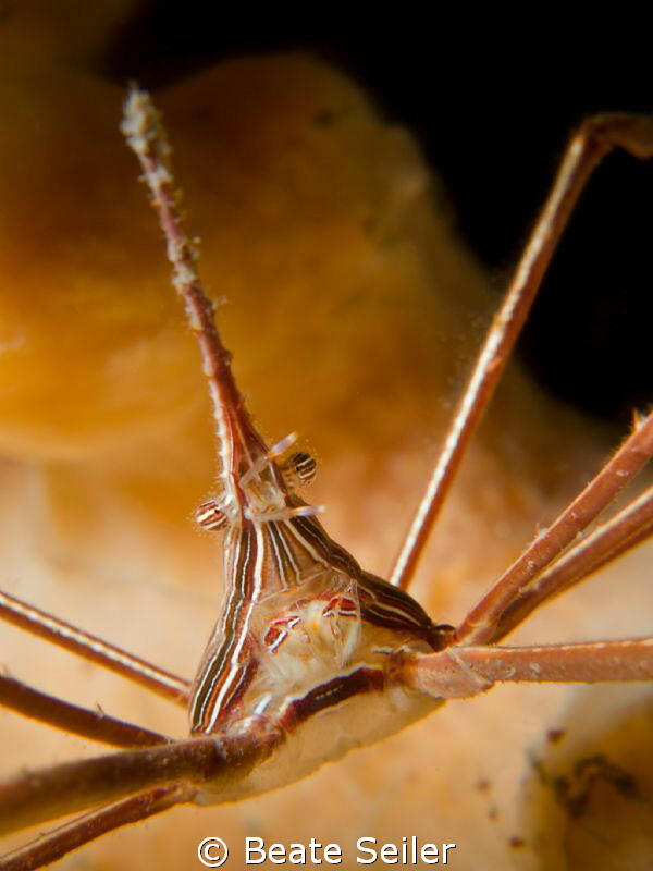 Arrow crab , taken "Under the Bridge" by Beate Seiler 