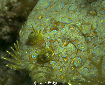 Peacock Flounder by Nate Ewigman 