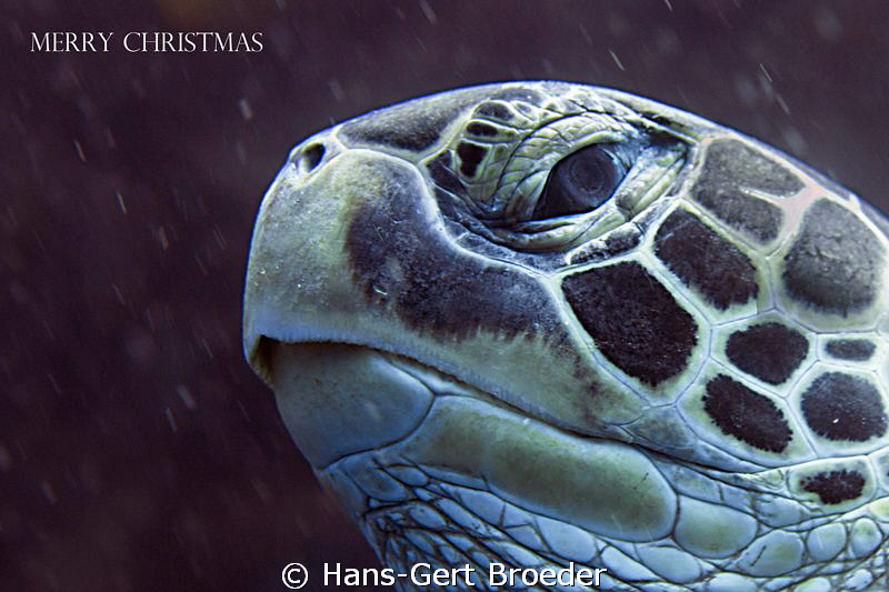 Green Turtle
Christmas Turtle
Bunaken Island, Sulawesi,... by Hans-Gert Broeder 