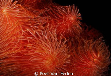Feather duster worms by Peet Van Eeden 