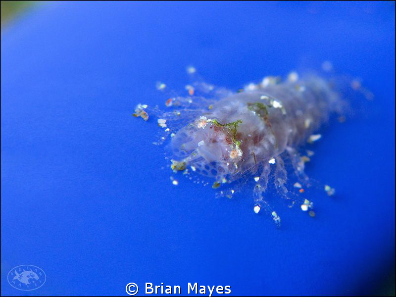 The flattened shape suggests it could be a Cryptic Sponge... by Brian Mayes 