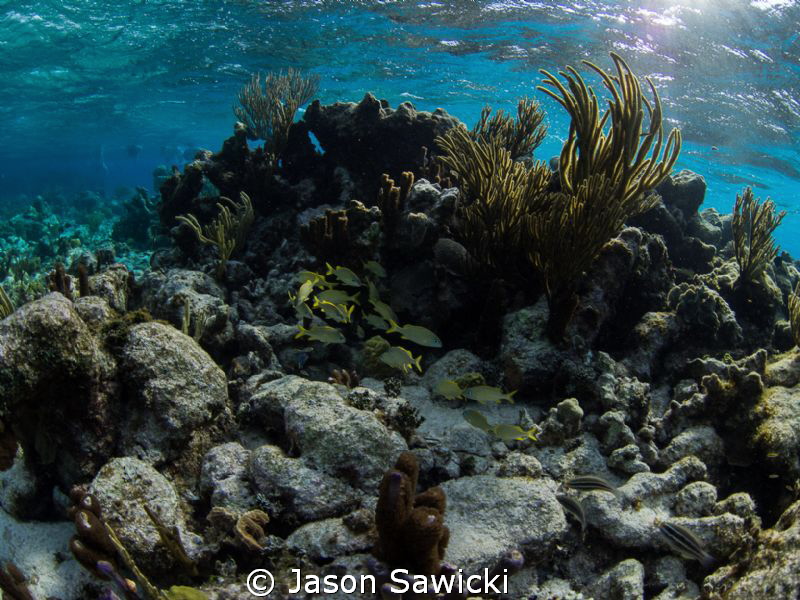 The Aquarium reef - North Sound by Jason Sawicki 