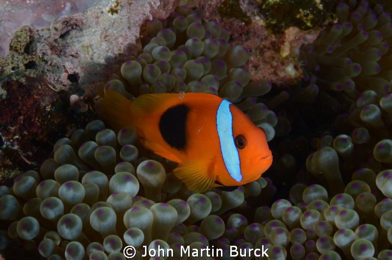 clown fish by John Martin Burck 