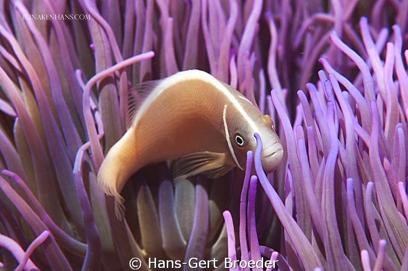 Skunik anemonefish
Bunaken Island, Sulawesi,Indonesia,
... by Hans-Gert Broeder 