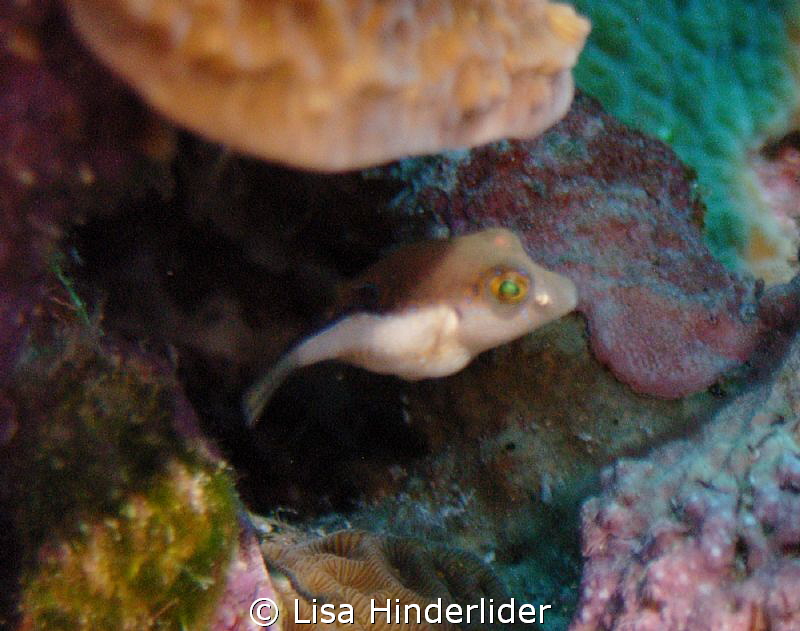 Post larval Sharp nose Puffer looking out from his hiding... by Lisa Hinderlider 