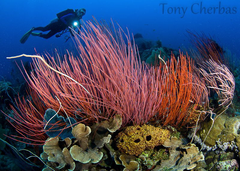 Trail of Neon Whips: Kimbe Bay, Papua New Guinea by Tony Cherbas 