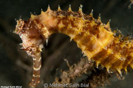 Can we call him "King Sea Horse" because of carrying a cr... by Mehmet Salih Bilal 