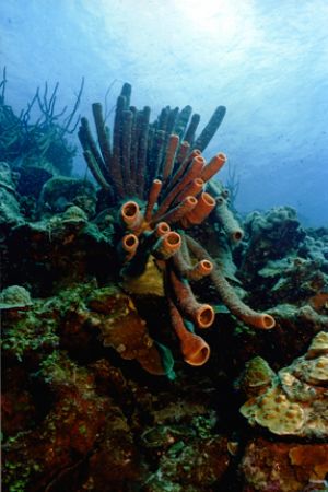 Peculiar soft coral formation, Bonaire.
Nikonos V, 20mm ... by Matthew Shanley 