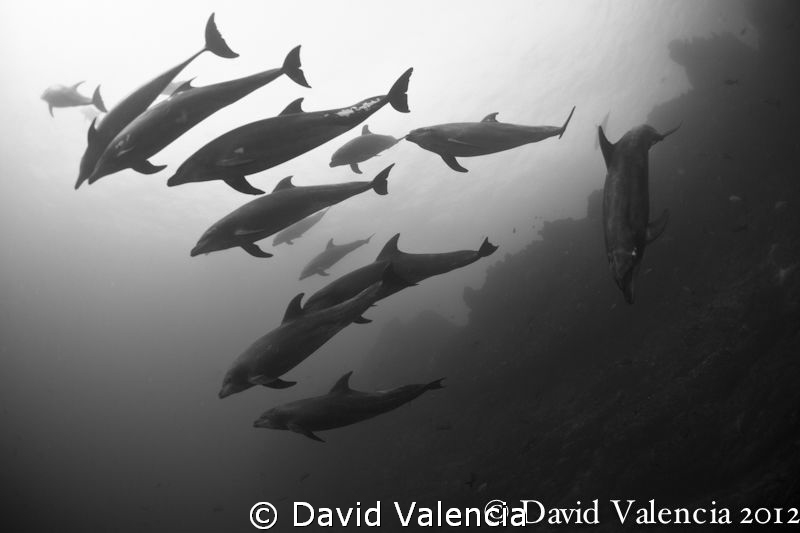 A large pod of dolphins joined us during a dive on Socorr... by David Valencia 