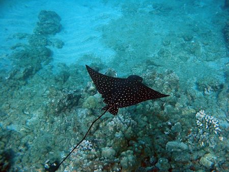 Spotted Eagle Ray. Maui, Hawaii by Todd Meadows 