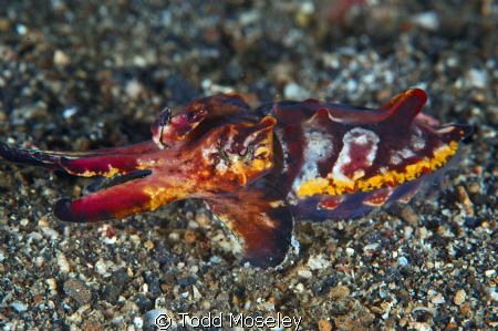 Flambouyant Cuttlefish by Todd Moseley 