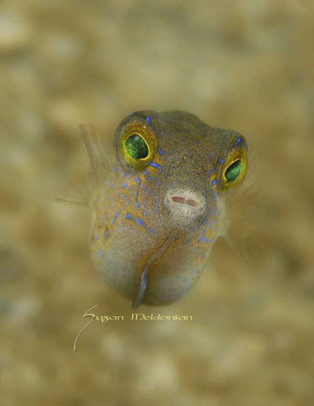 Baby Sharpnose puffer, shot with the subsee 10x! by Suzan Meldonian 