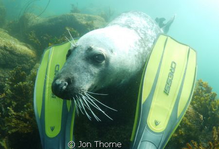 A Scilly grey seal that was keen to play by Jon Thorne 