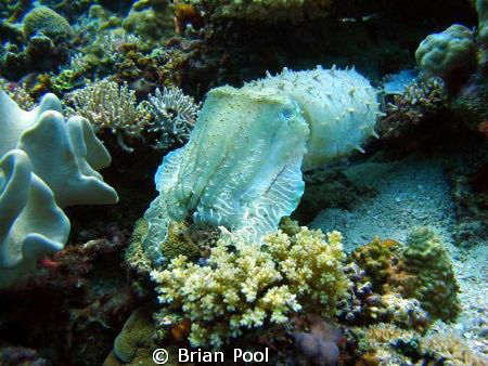 Most unusually coloured cuttlefish cruising through one o... by Brian Pool 