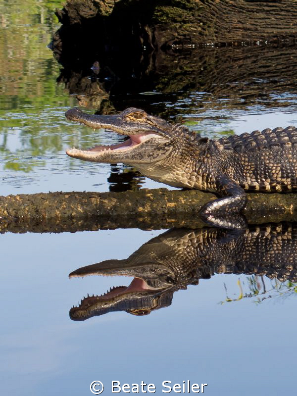 Smiling Gator , taken at St. Marks River FL by Beate Seiler 