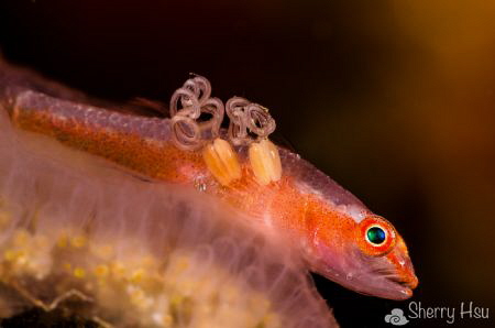 Goby with Parasites @ Lembeh Strait by Sherry Hsu 