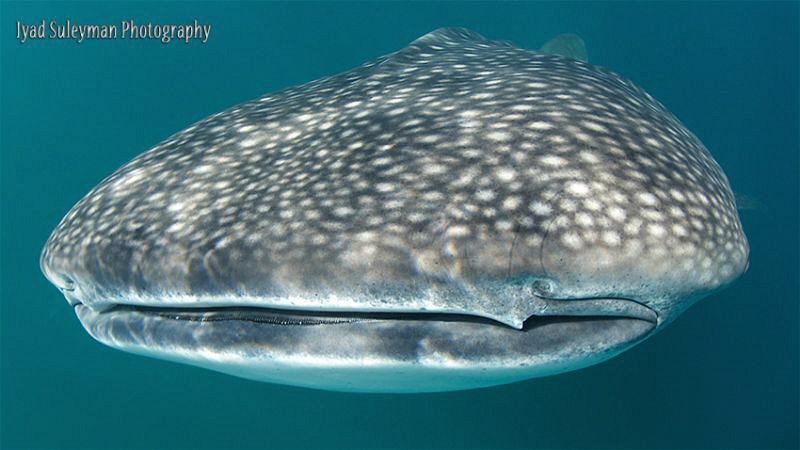 Face to face with Whale shark by Iyad Suleyman 