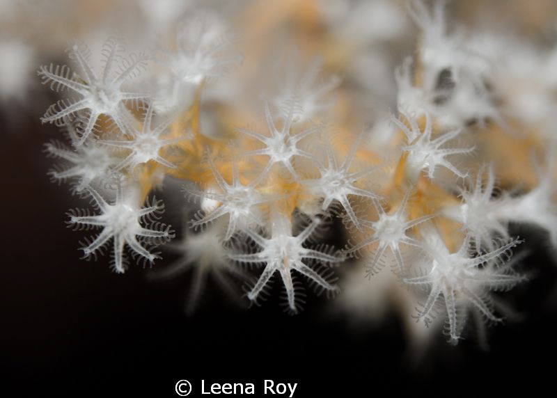 Soft coral by Leena Roy 