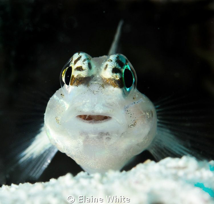 Goby on guard by Elaine White 