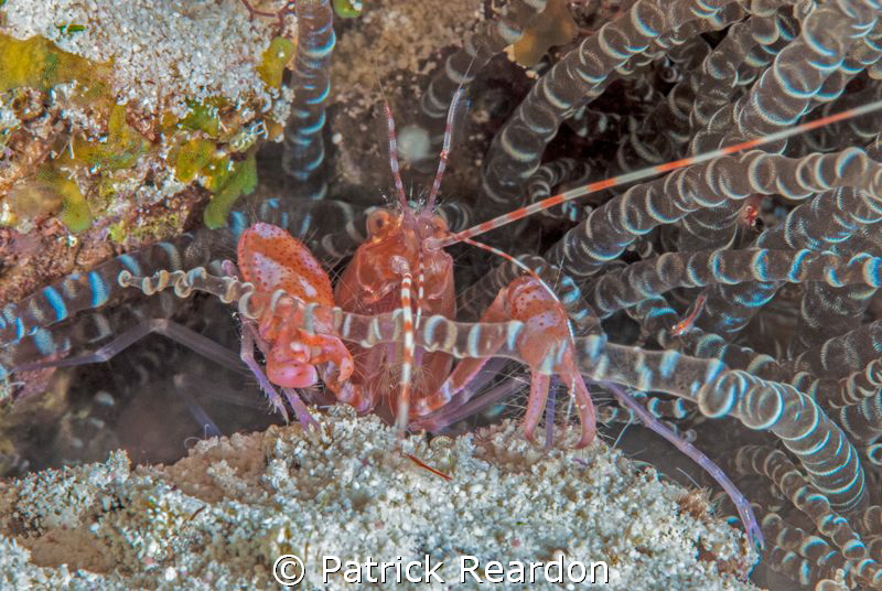 Pistol shrimp in a corkscrew anemone.  Note the incredibl... by Patrick Reardon 