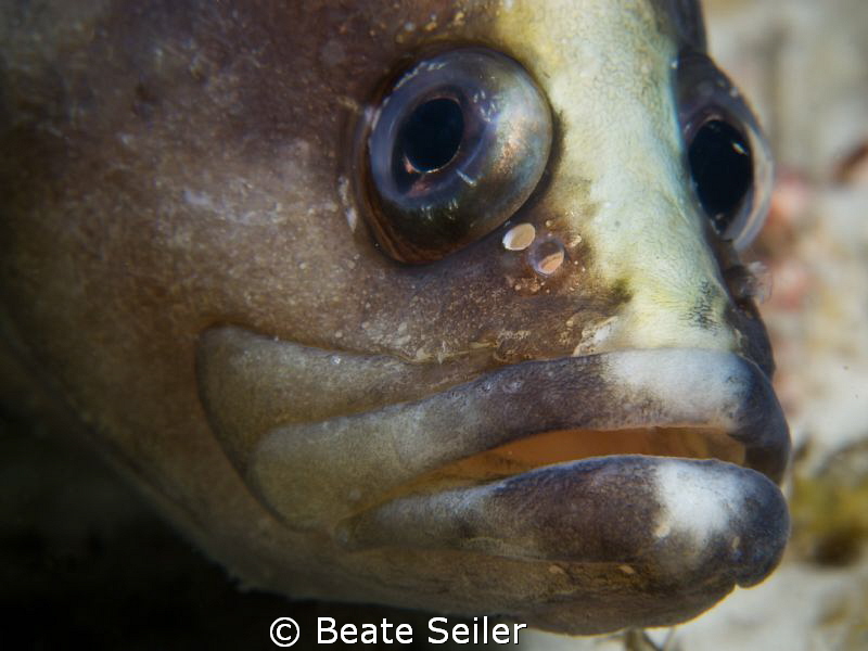 Soapfish taken at the Jetties by Beate Seiler 