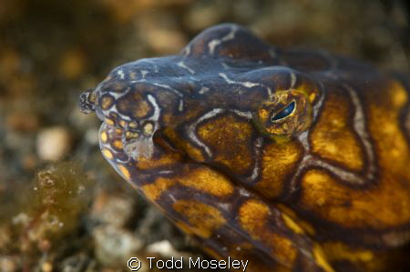 Snake eel by Todd Moseley 