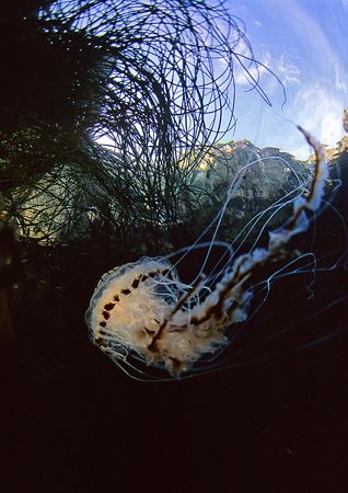 Compass jellyfish.
Friar Island, Connemara.
F90X,16mm. by Mark Thomas 