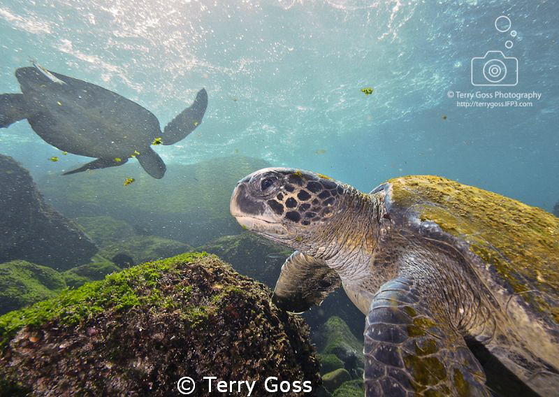 The Salad Bar is Now Open - Chelonia mydas, a group of th... by Terry Goss 