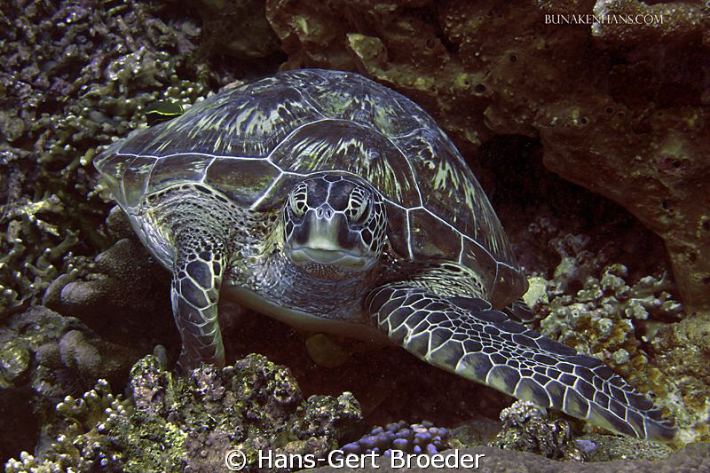 Green turtle
Bunaken Island, Sulawesi,Indonesia,
Nikon ... by Hans-Gert Broeder 