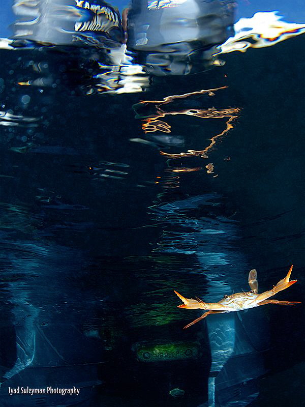 "Play of light and reflections"
Swimming crab with its r... by Iyad Suleyman 