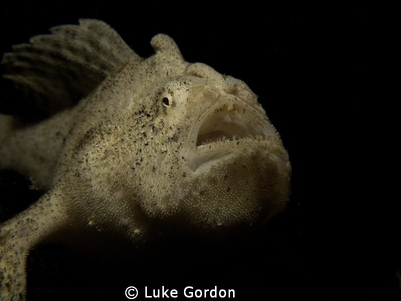 Anyone guess what happened when a poor cardinal fish swam... by Luke Gordon 
