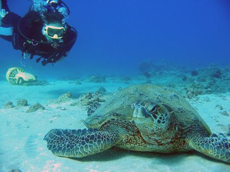 Diver checking out a Hawaiian green sea turtle. Maui, Haw... by Todd Meadows 