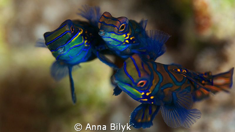 Mating of Mandarin fishes.
Special moment! (they are three) by Anna Bilyk 
