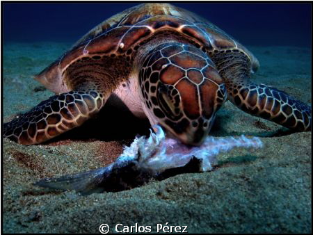 For the end of my 2012 diving year ,This Green baby turtl... by Carlos Pérez 