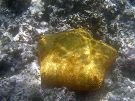 Great light and texture. Pin cushion starfish- Mounu Isla... by Don Bruschera 