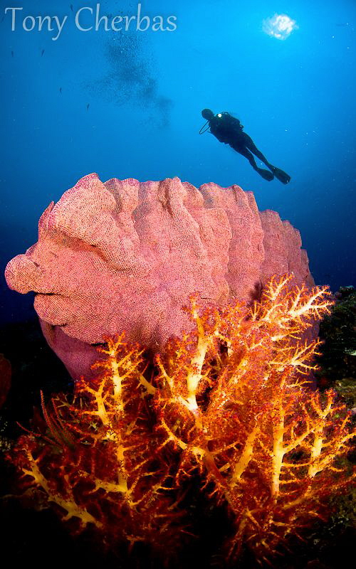 Vanessa's Reef,  Kimbe Bay, PNG by Tony Cherbas 