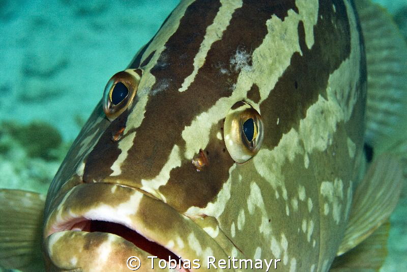 Nassau Grouper at Hawksbill Reef, Exumas by Tobias Reitmayr 
