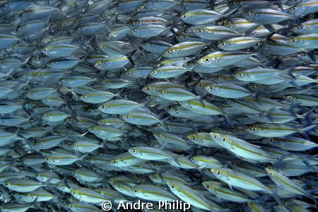 in a bait ball - a wall of big eye scads by Andre Philip 
