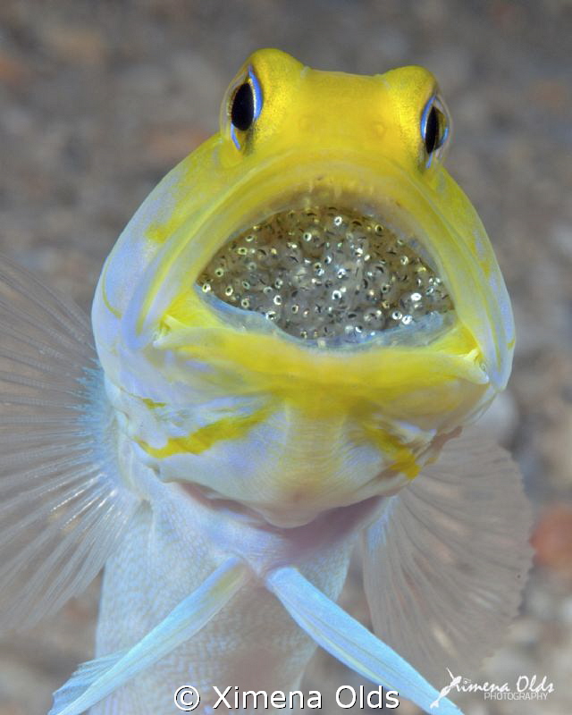 Yellow head Jawfish with Eggs. Roatan-Honduras by Ximena Olds 