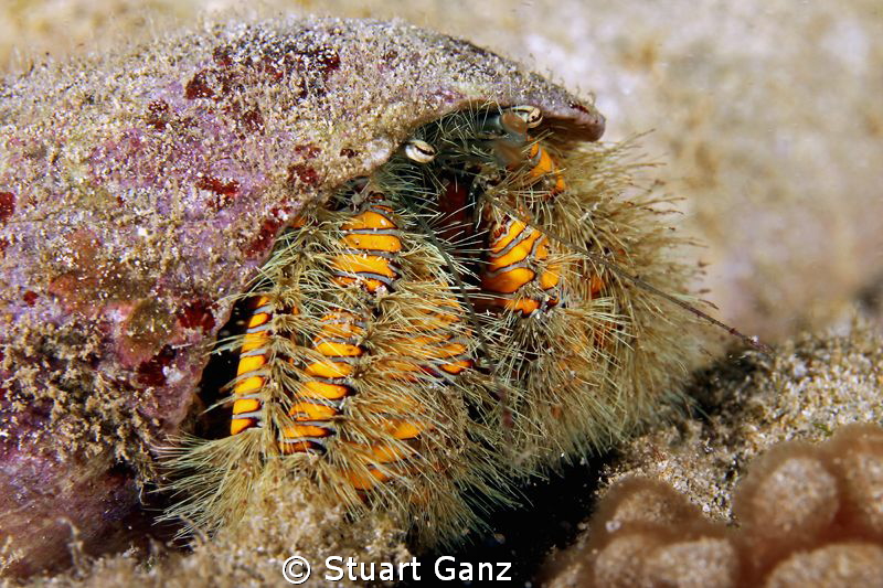 Hairy Hermit Crab by Stuart Ganz 