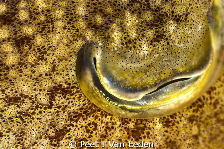 The eye of a Magician- Cutlefish with its changing colours by Peet J Van Eeden 