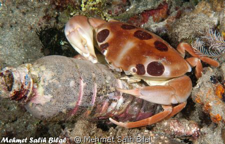 This crab in night dive blames us for sea pollution! by Mehmet Salih Bilal 
