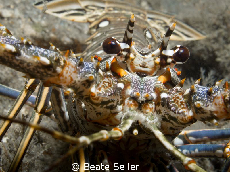 Lobster, taken "Under the bridge" by Beate Seiler 