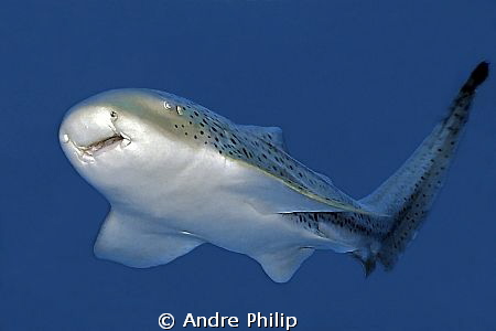 leopard shark by Andre Philip 