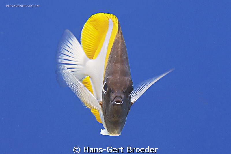Butterflyfish
Bunaken Island, Sulawesi,Indonesia,
Nikon... by Hans-Gert Broeder 
